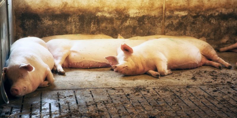 entspannte Schweine