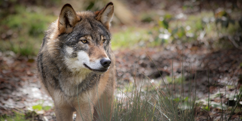 Wolf