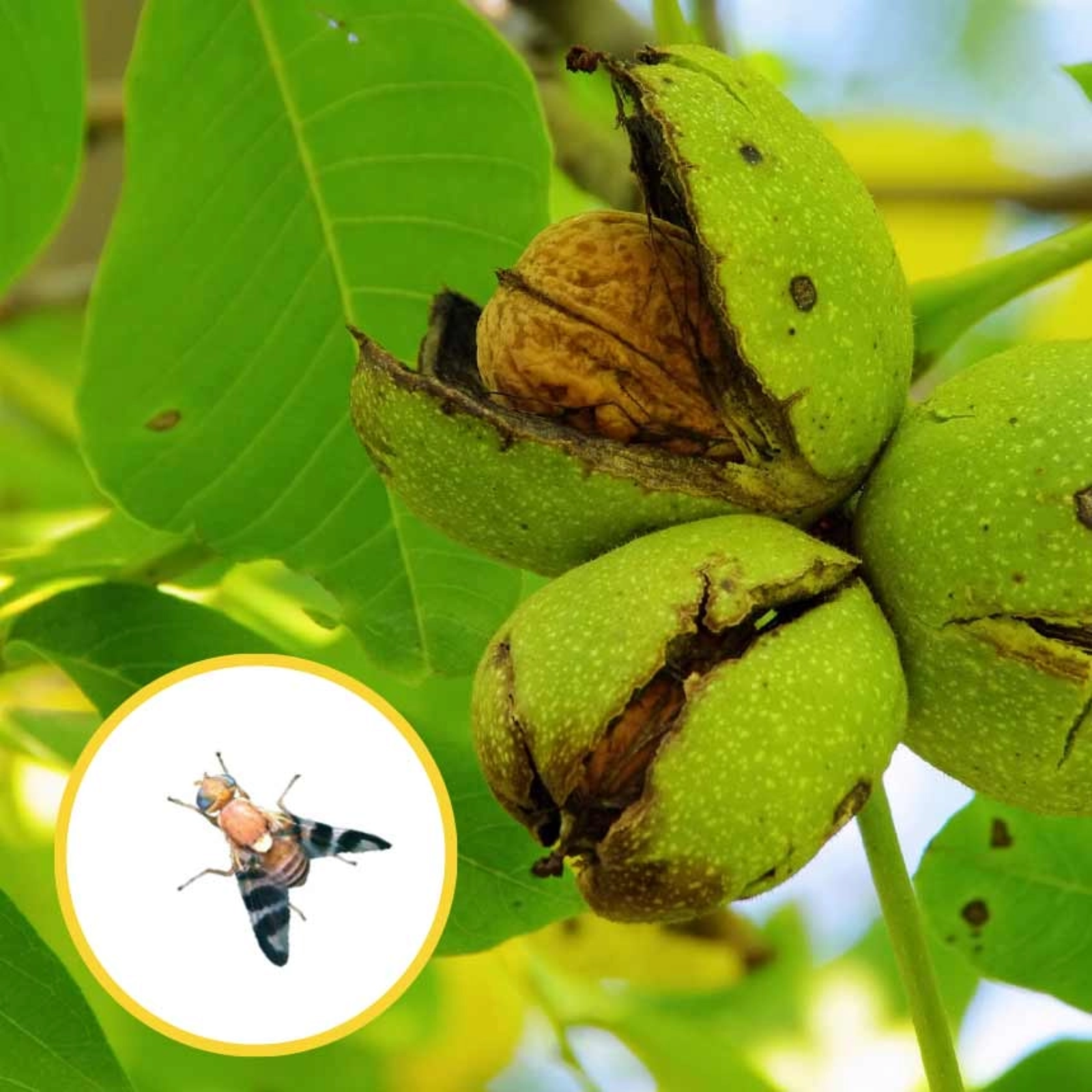 Pheromon Completawit Walnussfruchtfliege