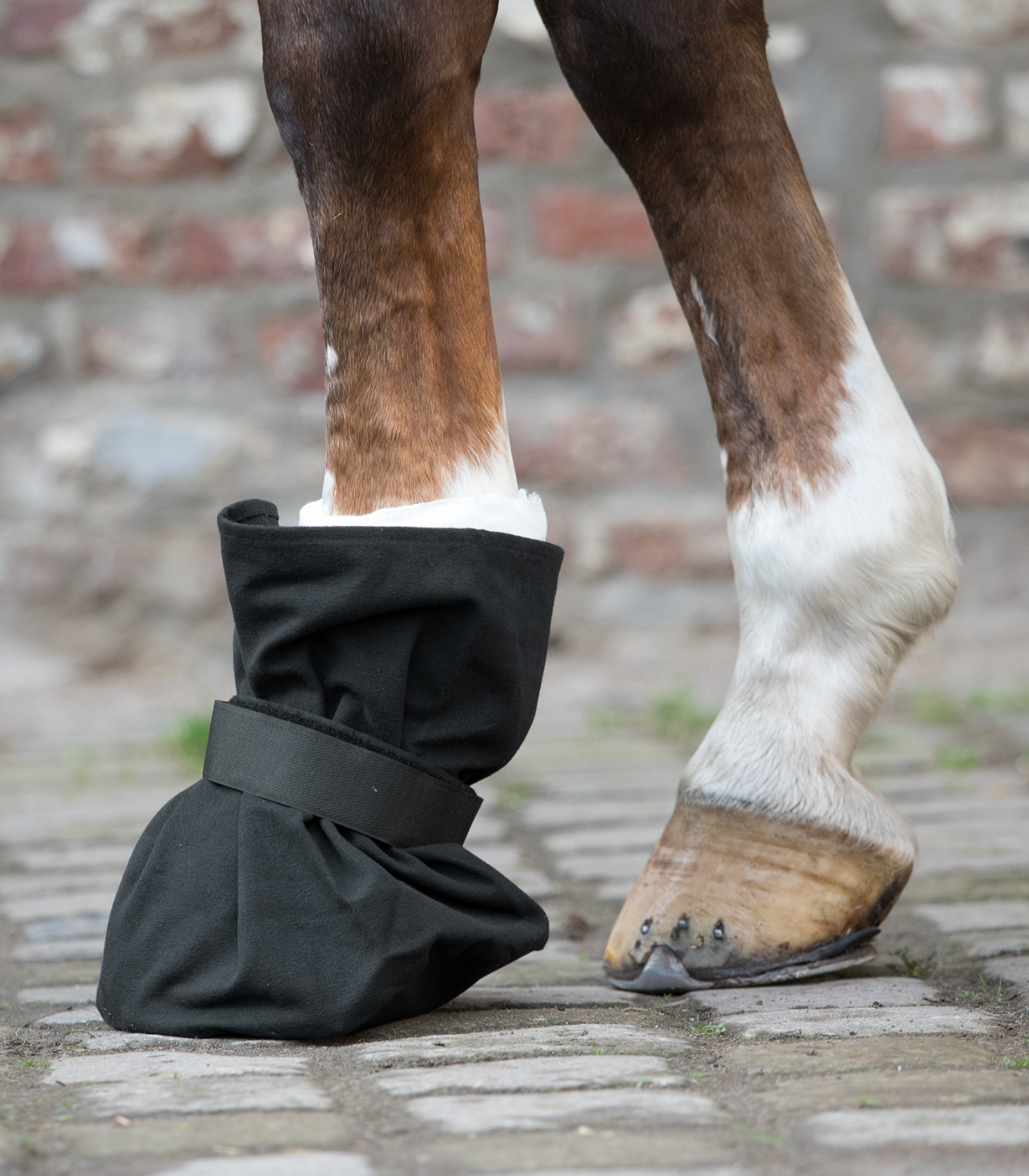 Hufverband Schutz