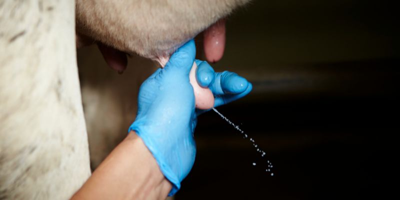 Hygiene im Stall