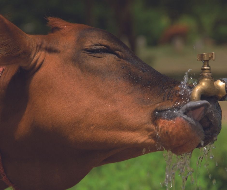 Wasser fr ihre Tiere