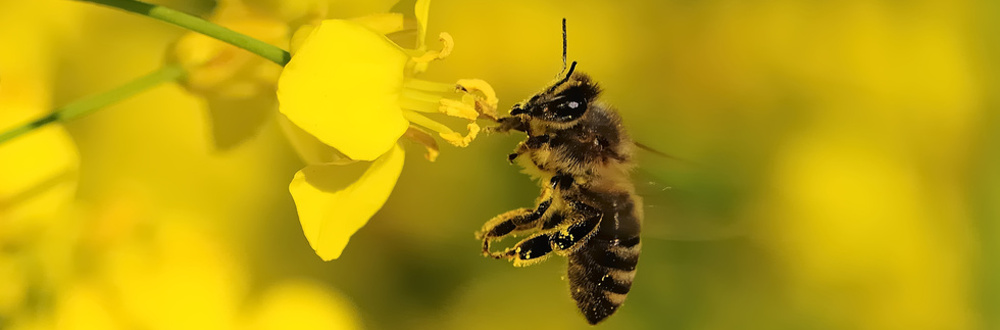 Bienenschonend Maehen