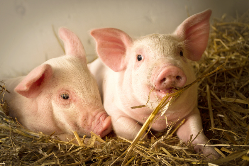 Schweine mssen beschftigt werden