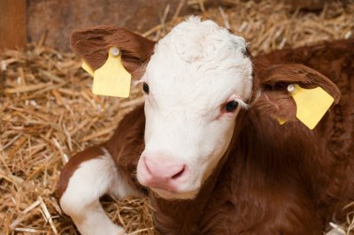 Fuetterung beim Kalb