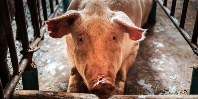 Wartestall fr Schweine