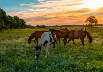 Soins des chevaux