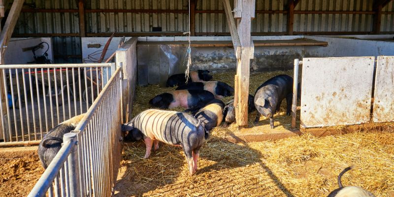 Auenklimastlle fr Schweine
