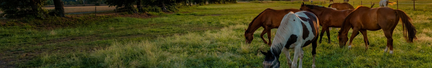 Le meilleur pour votre cheval!