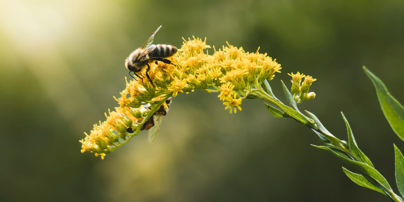 Ratgeber_Bienenfutter