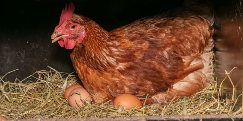 Wenn Hennen nichtmehr ins Nest legen