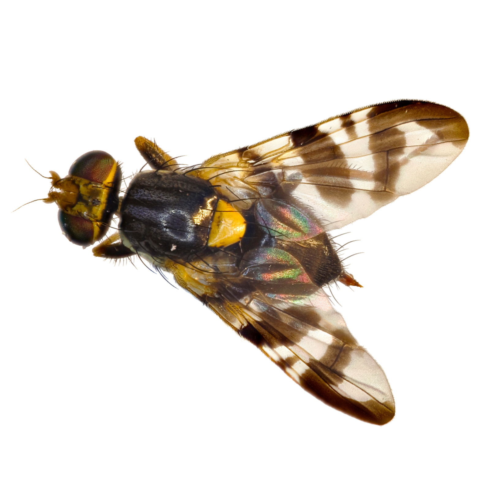 Pheromon Cerasiwit Kirschfruchtfliege