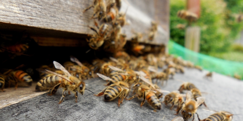 Ratgeber_Bienenflucht