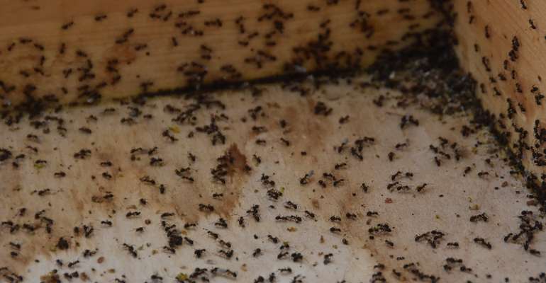 Ameisen am Bienenstand 1