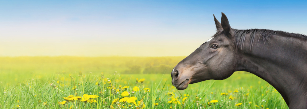 Hilfe mein Pferd spinnt!