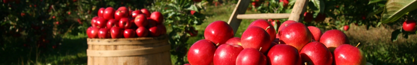 Aus Ernte wird Genuss!