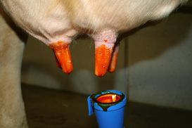 Hohe Zellzahlen bei Milchkhen verhindern
