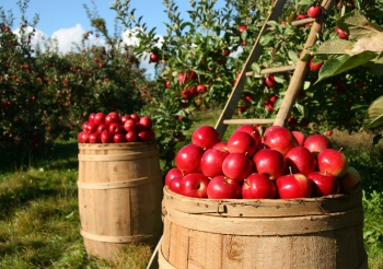 Aus Ernte wird Genuss!