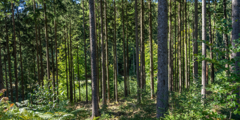 Ratgeber_Nadelwald