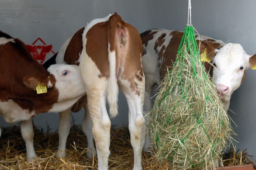 Besaugen